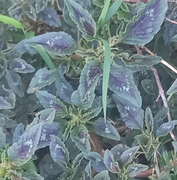 Unique and Surviving